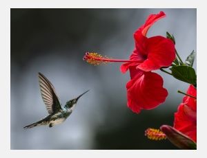 Have a Nice Day - Fanfare