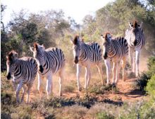 Breathtaking Africa - Brassband
