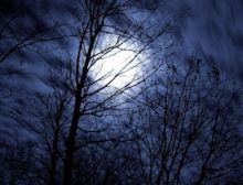 The Night of the Forrest - Harmonie