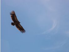 Wings - Brassband
