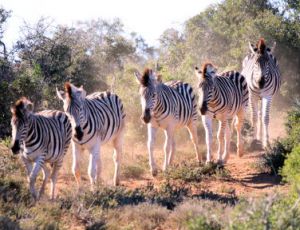 Breathtaking Africa - Brassband