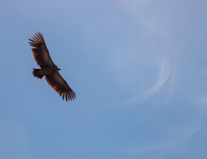 Wings - Brassband