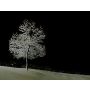 Silent Night - Harmonie