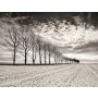 Ad Lucem - Harmonie