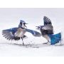 Bluejays - Fanfare