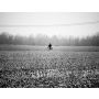 De eenzame Fietser - Harmonie