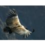 El Condor Pasa - Fanfare