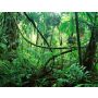 Jungle Fever - Harmonie