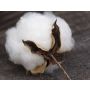 King Cotton - Harmonie