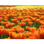 Oranje Fanfare - Fanfare