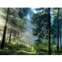 Piney Woods Overture - Harmonie