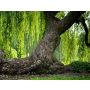 Salix - Harmonie