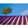 Tableaux de Provence - Harmonie