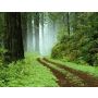 Woodland Scenery - Fanfare
