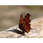 Aurelia (Eén naam is onze hope) - Harmonie