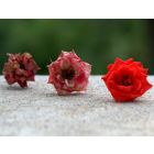 Evolutions for Winds - Harmonie