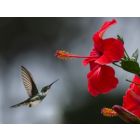 Have a Nice Day - Harmonie