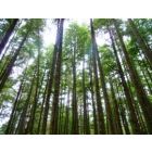 Longwood Concerto - Harmonie