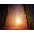 Of Fear and Quiet Hope - Harmonie