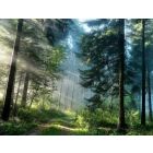 Piney Woods Overture - Harmonie