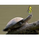 Slow Down - Ensemble