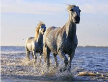 Attack Galop - Fanfare