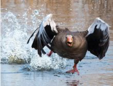 Flying High: Letěla husička - Harmonie