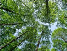 Highwood: Hark What a Sound - Fanfare