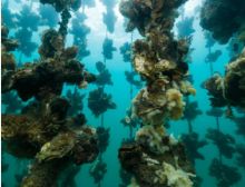 Je Crois Entendre Encore from Les Pêcheurs de Perles - Brassband
