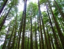 Longwood Concerto - Harmonie