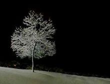 Silent Night - Harmonie