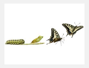 A Life of Butterfly - Brassband