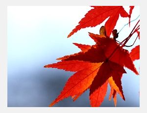 Allein Gott In Der Höh Sei Ehr - Harmonie