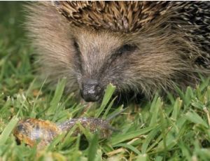 Animal City - Flex 5