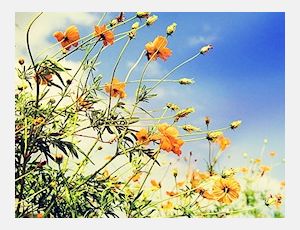 Au Printemps - Harmonie