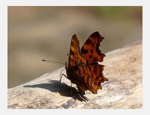 Aurelia (Eén naam is onze hope) - Harmonie