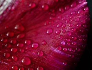 Capriccio - Harmonie