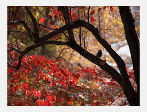 Contemplations of Flying Autumn Shades - Harmonie