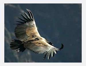El Condor Pasa - Fanfare