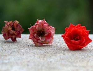 Evolutions for Winds - Harmonie