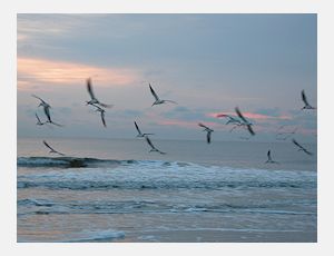 Fly and Fun - Harmonie