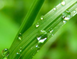 Green Green Grass: Travička Zelená - Harmonie