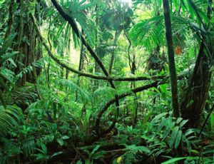 Jungle Fever - Harmonie