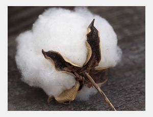 King Cotton - Harmonie