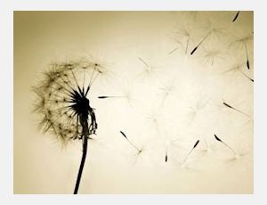 Komm Süsser Tod - Fanfare