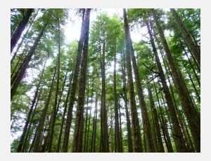 Longwood Concerto - Harmonie