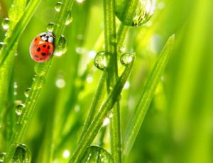 Morning Dew - Fanfare