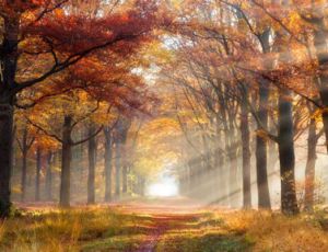 Paysage Melancolique - Harmonie