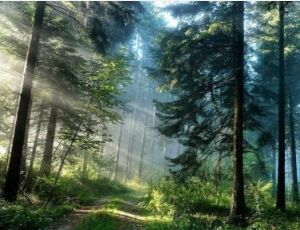 Piney Woods Overture - Harmonie