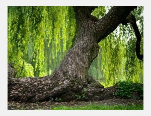 Salix - Harmonie